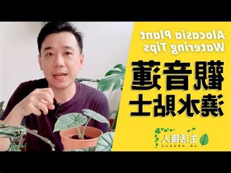 觀音蓮 澆水